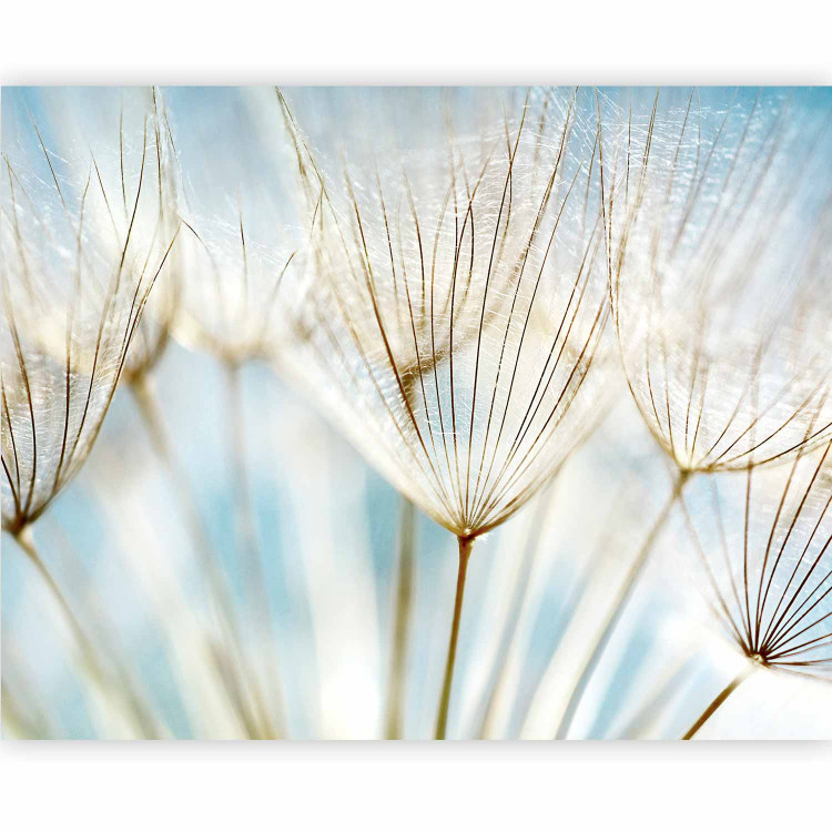 Wall Mural Dandelion Seeds - Light Composition of Flowers on a Blue Sky Background 60644 additionalImage 1