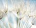 Wall Mural Dandelion Seeds - Light Composition of Flowers on a Blue Sky Background 60644