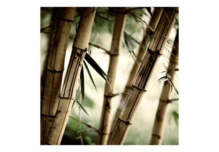 Wall Mural Japanese Theme - Oriental Plants with Macro Shot of Bamboo 61444 additionalImage 1