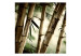 Wall Mural Japanese Theme - Oriental Plants with Macro Shot of Bamboo 61444 additionalThumb 1