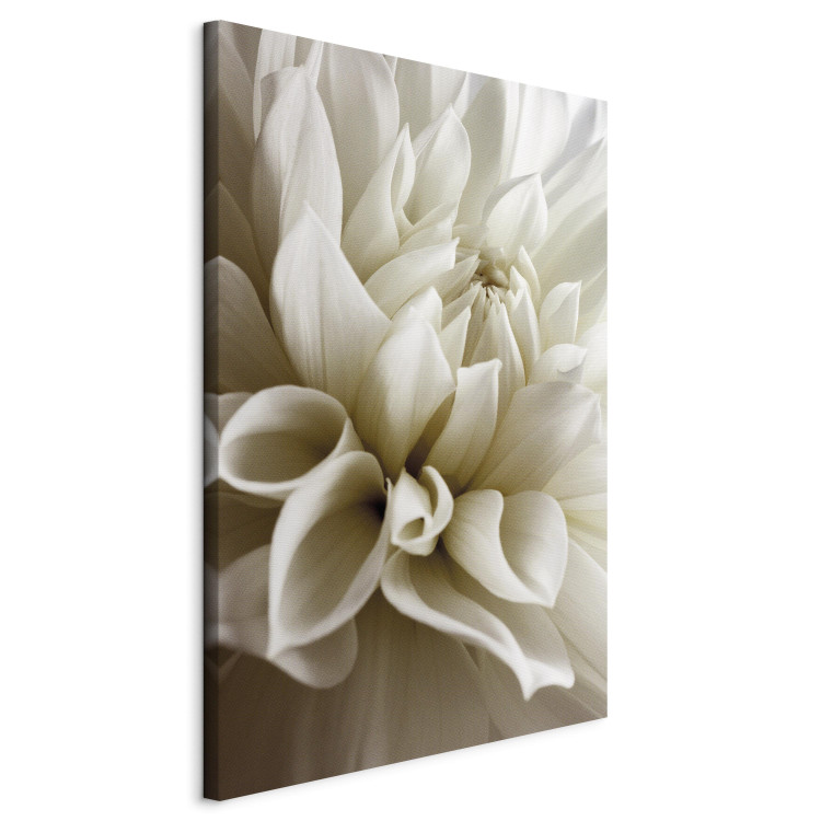 Canvas Print Beautiful Dahlia - Beautiful Flowers of Romantic Plant in White Color 97944 additionalImage 2
