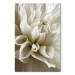 Canvas Print Beautiful Dahlia - Beautiful Flowers of Romantic Plant in White Color 97944