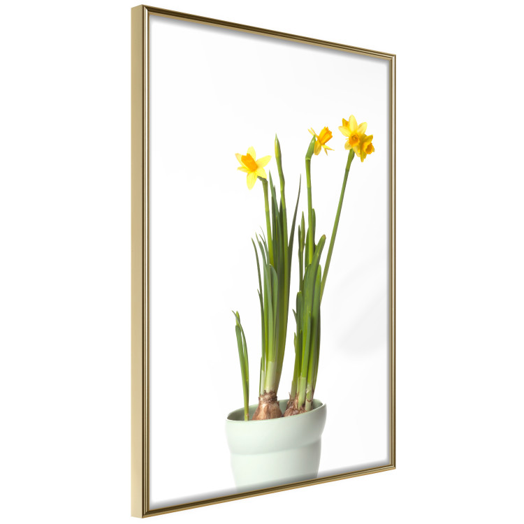 Wall Poster Daffodil - yellow spring flowers in a turquoise pot on a white background 116654 additionalImage 14