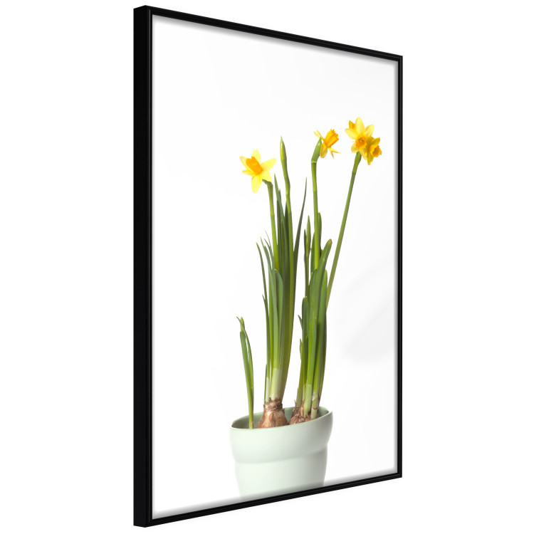 Wall Poster Daffodil - yellow spring flowers in a turquoise pot on a white background 116654 additionalImage 12