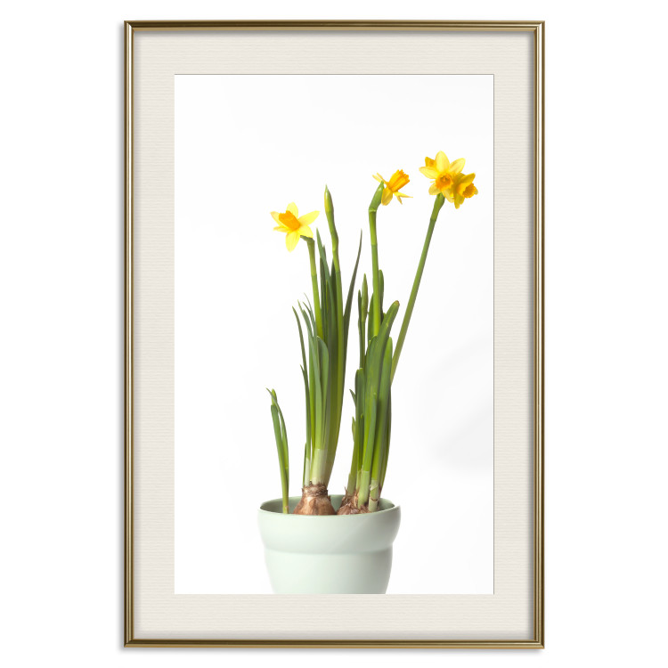 Wall Poster Daffodil - yellow spring flowers in a turquoise pot on a white background 116654 additionalImage 23