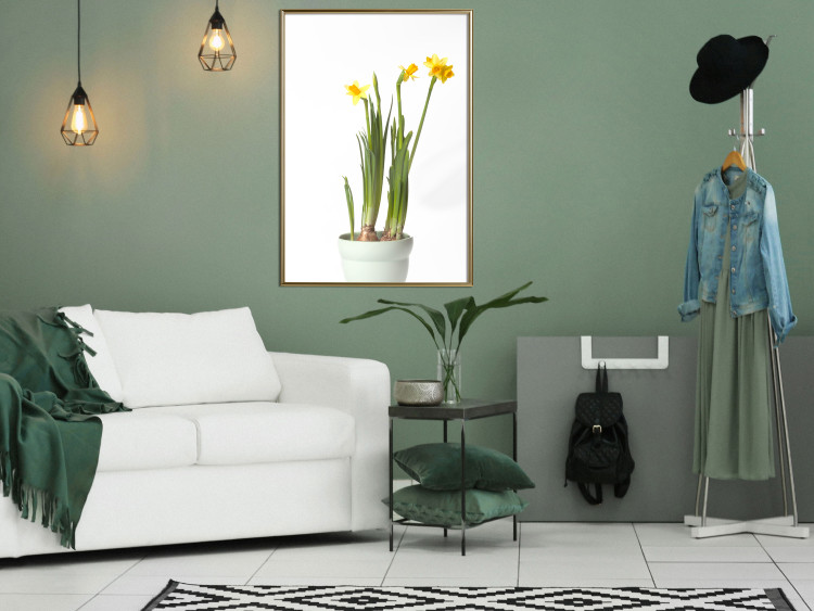 Wall Poster Daffodil - yellow spring flowers in a turquoise pot on a white background 116654 additionalImage 7