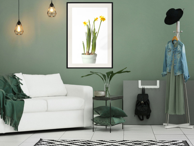 Wall Poster Daffodil - yellow spring flowers in a turquoise pot on a white background 116654 additionalImage 21