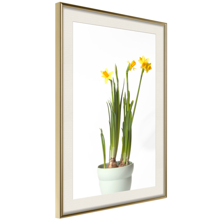 Wall Poster Daffodil - yellow spring flowers in a turquoise pot on a white background 116654 additionalImage 2