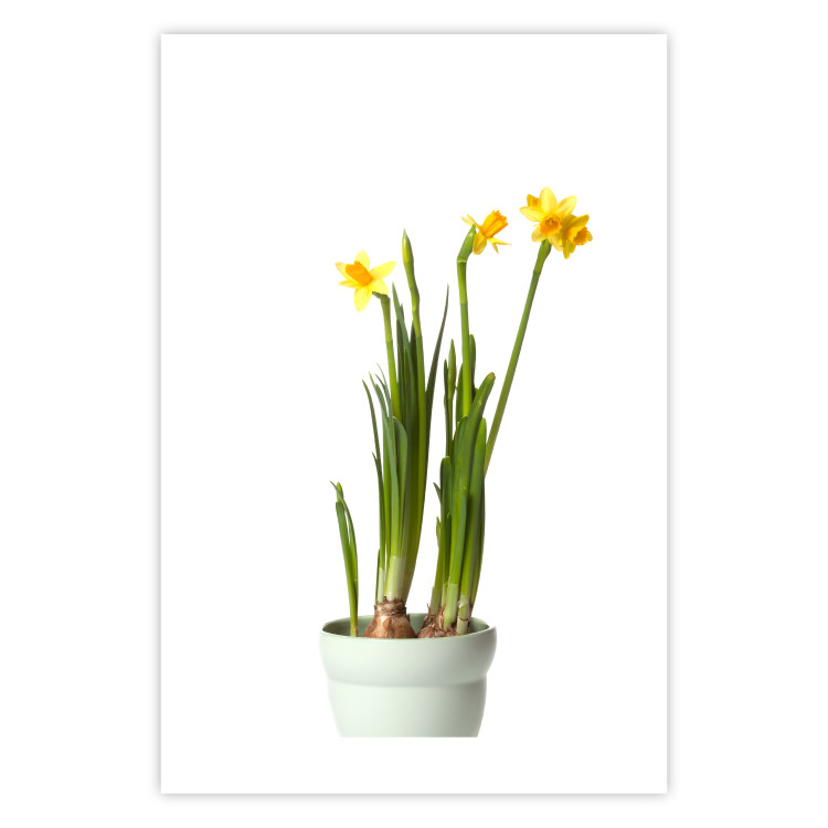 Wall Poster Daffodil - yellow spring flowers in a turquoise pot on a white background 116654 additionalImage 15