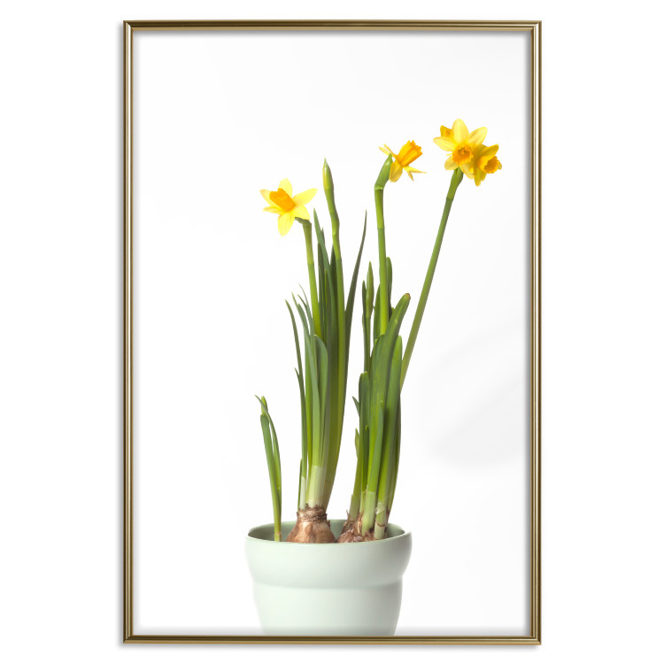 Wall Poster Daffodil - yellow spring flowers in a turquoise pot on a white background 116654 additionalImage 25