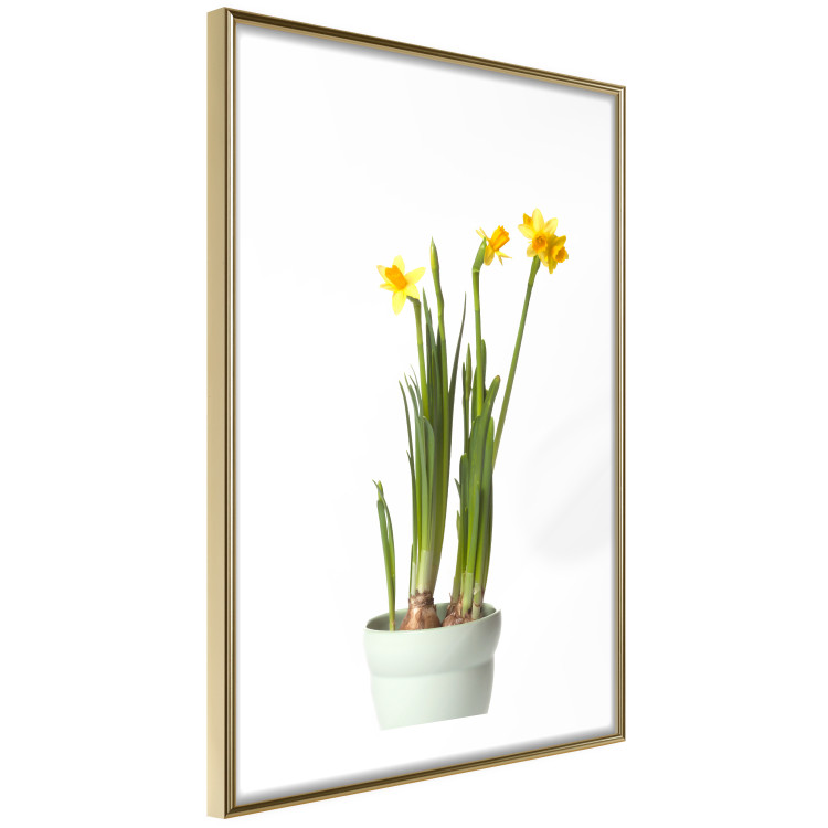 Wall Poster Daffodil - yellow spring flowers in a turquoise pot on a white background 116654 additionalImage 8