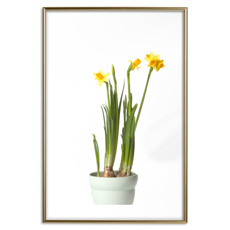Wall Poster Daffodil - yellow spring flowers in a turquoise pot on a white background 116654 additionalImage 27
