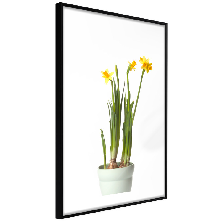 Wall Poster Daffodil - yellow spring flowers in a turquoise pot on a white background 116654 additionalImage 11