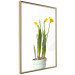Wall Poster Daffodil - yellow spring flowers in a turquoise pot on a white background 116654 additionalThumb 14
