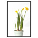 Wall Poster Daffodil - yellow spring flowers in a turquoise pot on a white background 116654 additionalThumb 17