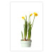 Wall Poster Daffodil - yellow spring flowers in a turquoise pot on a white background 116654 additionalThumb 15