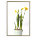 Wall Poster Daffodil - yellow spring flowers in a turquoise pot on a white background 116654 additionalThumb 25