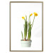 Wall Poster Daffodil - yellow spring flowers in a turquoise pot on a white background 116654 additionalThumb 27