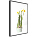 Wall Poster Daffodil - yellow spring flowers in a turquoise pot on a white background 116654 additionalThumb 11
