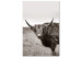 Canvas Art Print Ancient (1-piece) Vertical - gray photograph of a bull in a meadow 130254