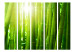 Room Divider Sunlight Amidst Greenery II (5-piece) - forest of bamboo sticks 133254 additionalThumb 3