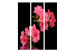 Room Divider Screen Azalea in Black - plant with pink flowers on a black background 133954 additionalThumb 3