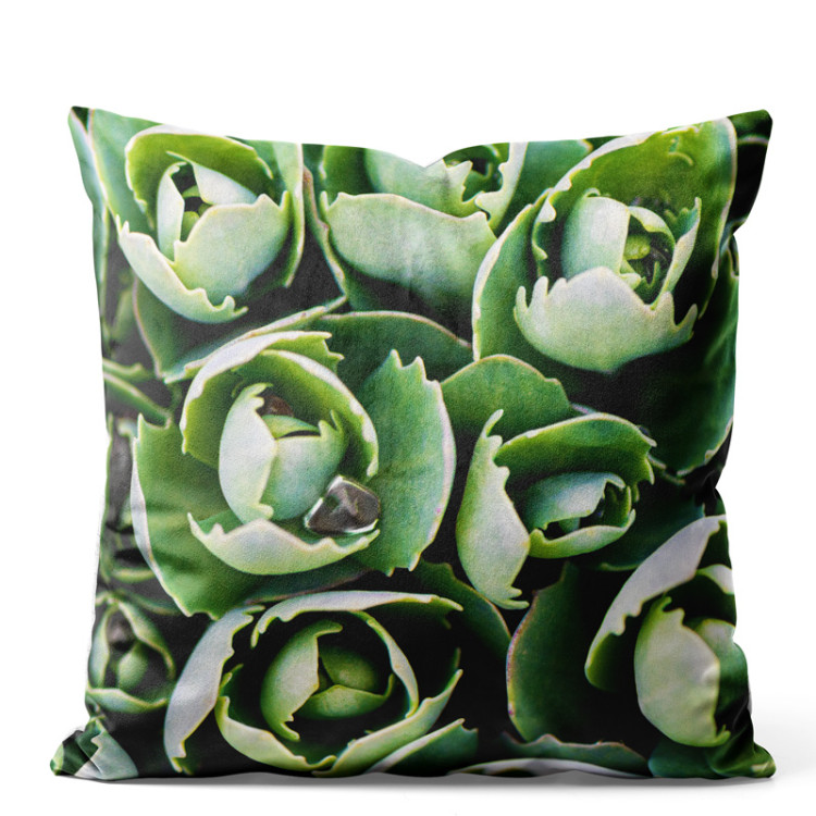 Decorative Velor Pillow Shy succulents - a floral composition with rich detailing 147054