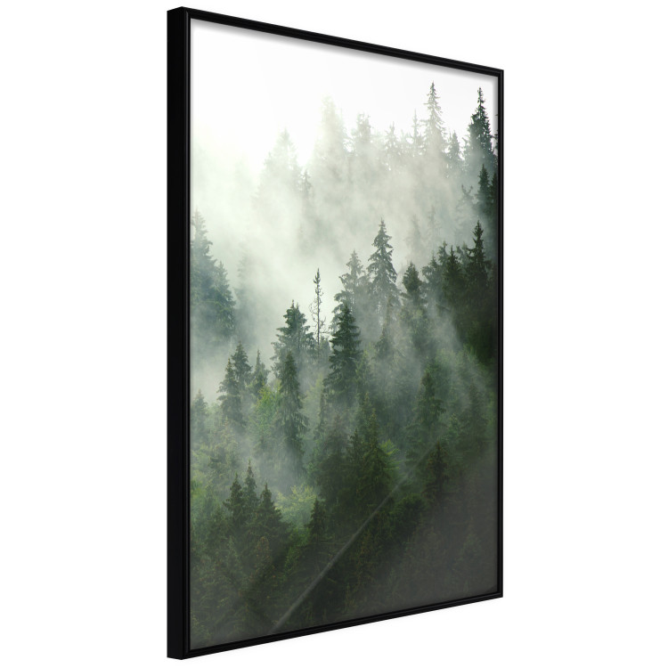 Wall Poster Coniferous Forest - Landscape of tall dark green trees amidst dense fog 114364 additionalImage 10