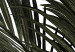 Canvas Art Print Home palm tree - minimalistic botanical motif with palm leaves 123664 additionalThumb 5