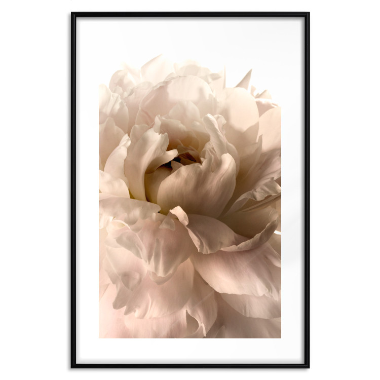 Poster Soft Petals - flower of plant in gentle sepia motif on white background 123764 additionalImage 17
