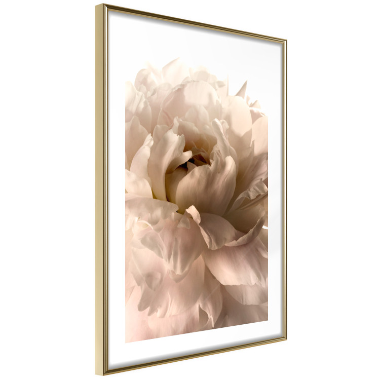 Poster Soft Petals - flower of plant in gentle sepia motif on white background 123764 additionalImage 8