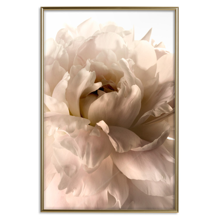 Poster Soft Petals - flower of plant in gentle sepia motif on white background 123764 additionalImage 16