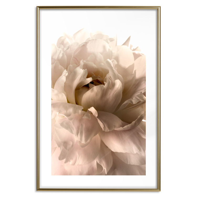 Poster Soft Petals - flower of plant in gentle sepia motif on white background 123764 additionalImage 16