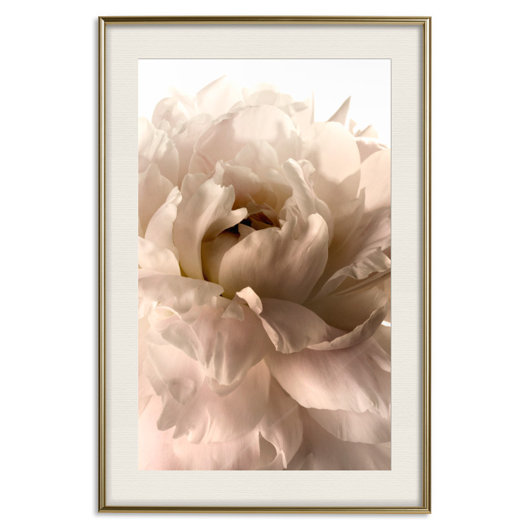 Poster Soft Petals - flower of plant in gentle sepia motif on white background 123764 additionalImage 19