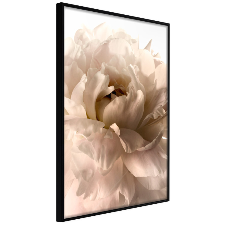 Poster Soft Petals - flower of plant in gentle sepia motif on white background 123764 additionalImage 10