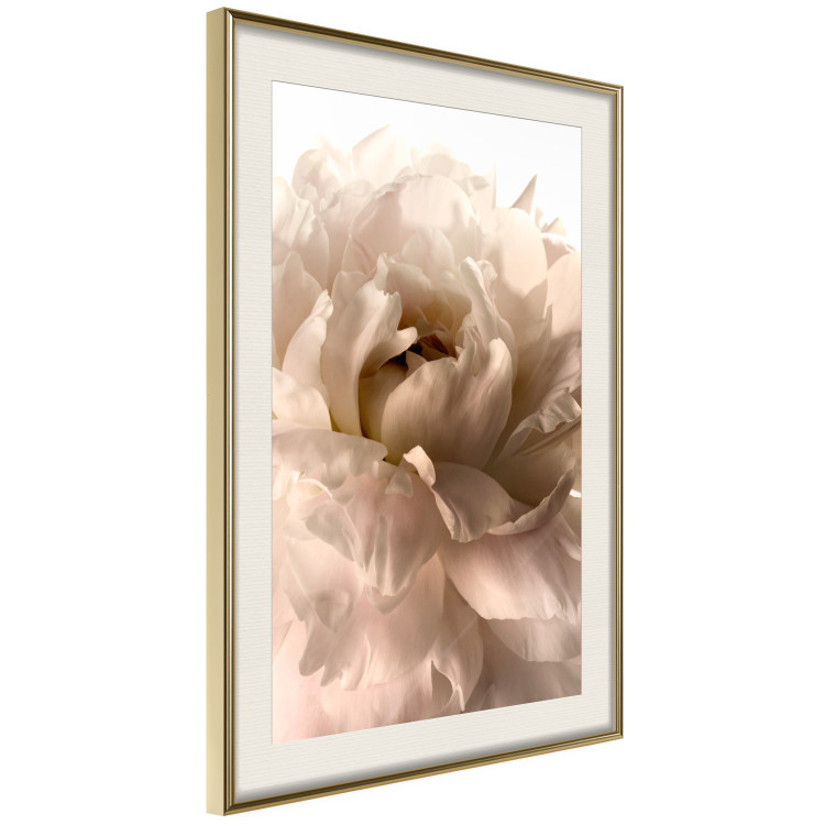 Poster Soft Petals - flower of plant in gentle sepia motif on white background 123764 additionalImage 2