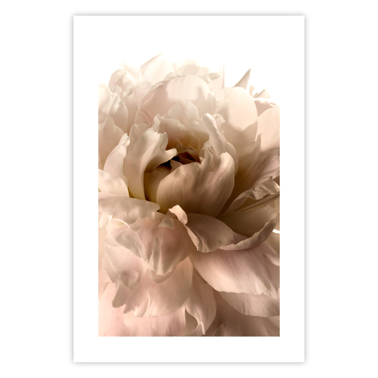 Poster Soft Petals - flower of plant in gentle sepia motif on white background 123764 additionalImage 25