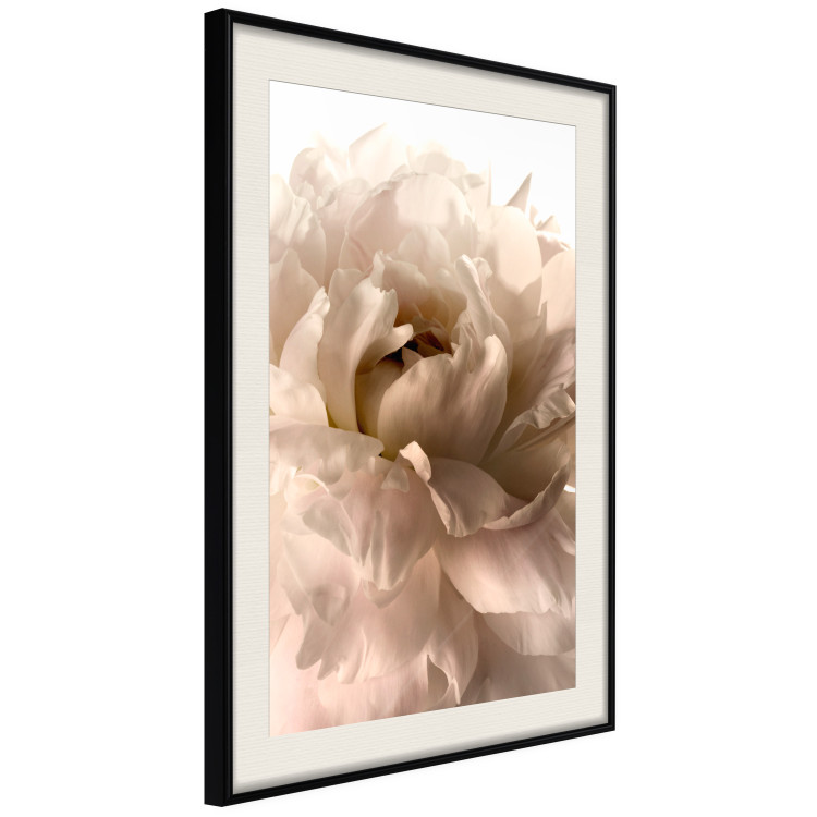 Poster Soft Petals - flower of plant in gentle sepia motif on white background 123764 additionalImage 3