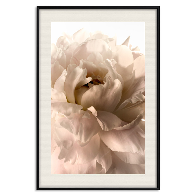Poster Soft Petals - flower of plant in gentle sepia motif on white background 123764 additionalImage 18