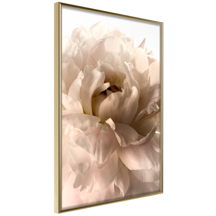 Poster Soft Petals - flower of plant in gentle sepia motif on white background 123764 additionalImage 12