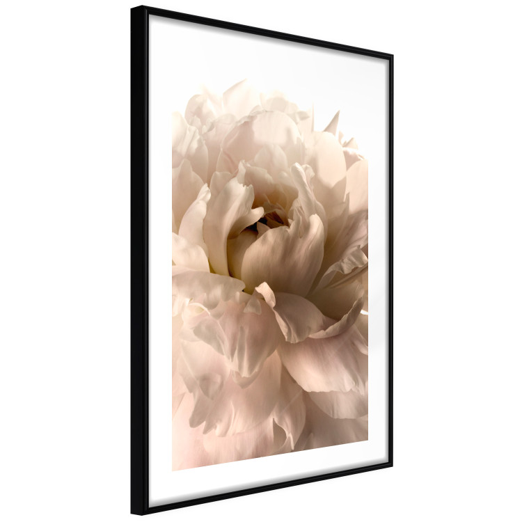 Poster Soft Petals - flower of plant in gentle sepia motif on white background 123764 additionalImage 13