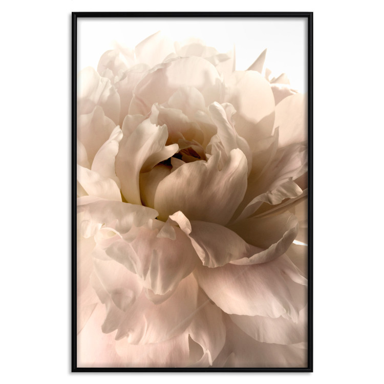 Poster Soft Petals - flower of plant in gentle sepia motif on white background 123764 additionalImage 24