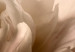 Poster Soft Petals - flower of plant in gentle sepia motif on white background 123764 additionalThumb 11