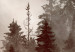 Poster Brown Forest - landscape of forest against trees in fog in sepia motif 123864 additionalThumb 10