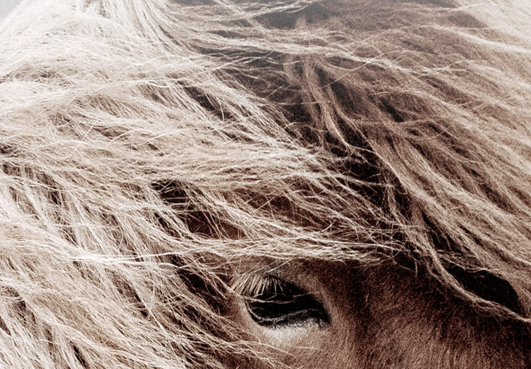 Wall Poster Against the Wind - brown horse with mane against a field backdrop and intense fog 130264 additionalImage 9