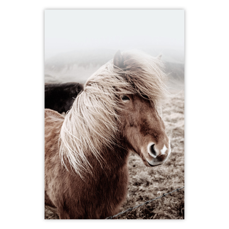 Wall Poster Against the Wind - brown horse with mane against a field backdrop and intense fog 130264