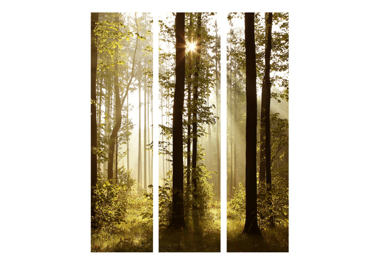 Folding Screen Forest: Morning Sun (3-piece) - sun rays among trees 132764 additionalImage 3