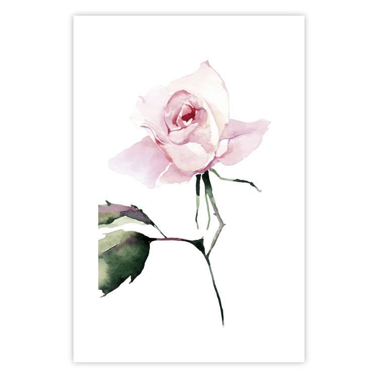 Poster Lonely Rose - natural composition of a pink plant on a white background 135764 additionalImage 6