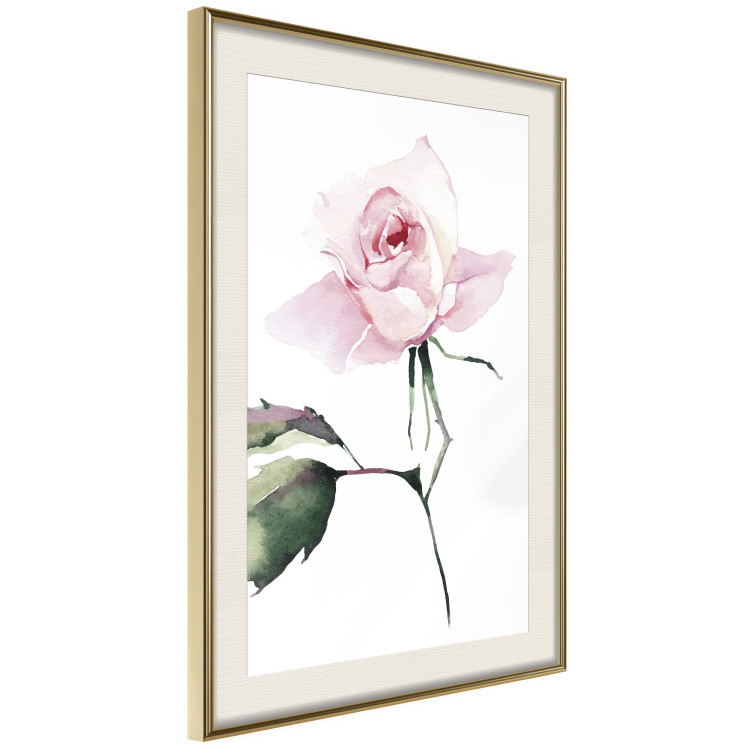 Poster Lonely Rose - natural composition of a pink plant on a white background 135764 additionalImage 26