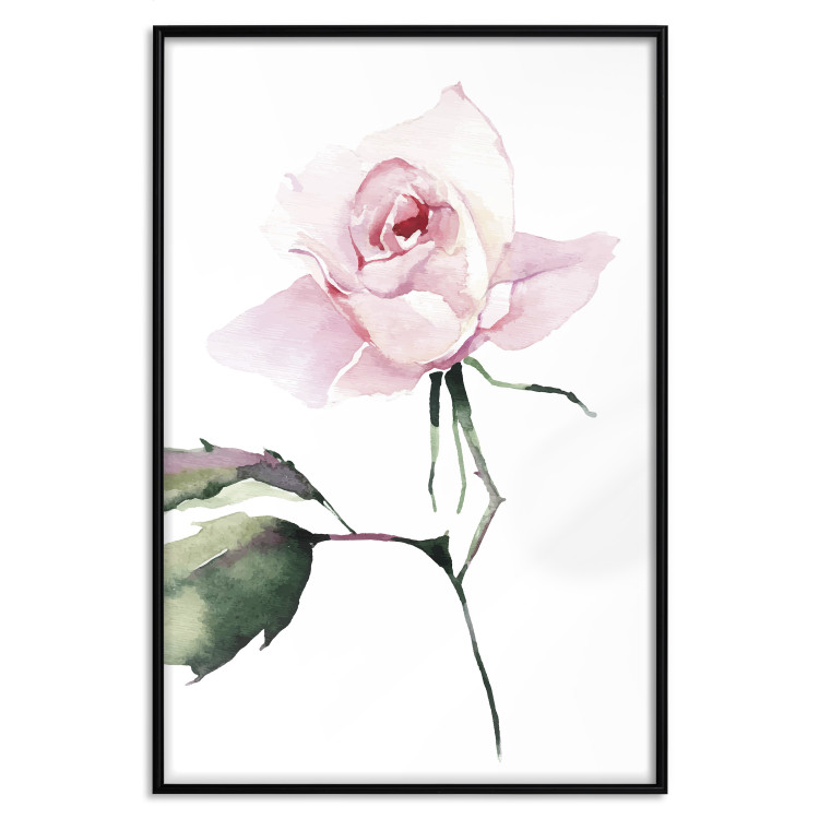 Poster Lonely Rose - natural composition of a pink plant on a white background 135764 additionalImage 5
